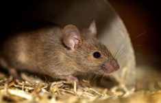 Ilustrasi tikus penyebab Leptospirosis (Source: Badung Kab)