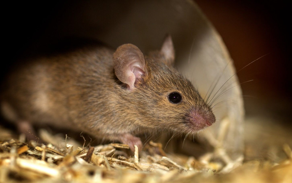 Ilustrasi tikus penyebab Leptospirosis (Source: Badung Kab)