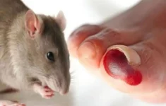 Ilustrasi tikus penyebab penyakit leptospirosis