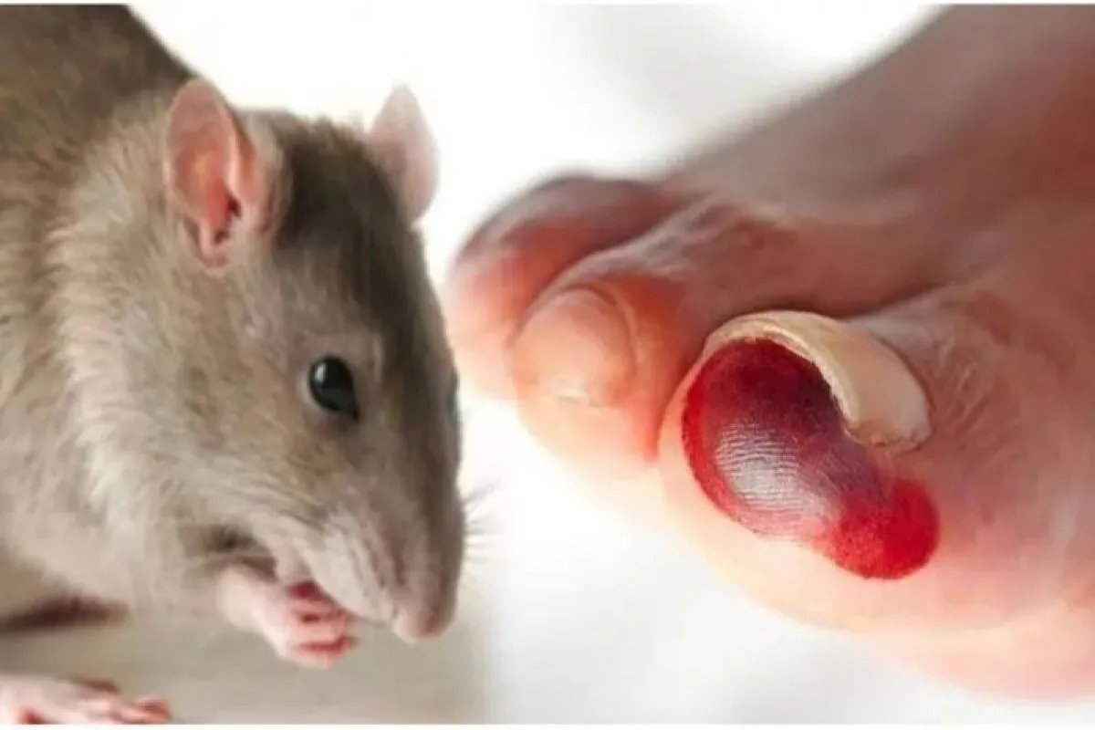 Ilustrasi tikus penyebab penyakit leptospirosis