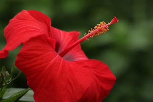 8 Jenis Bunga yang Bisa Tumbuh Subur di Jogja, Mulai dari Bougenville Hingga Cosmos! 2 Kembang Sepatu (Source: Google)