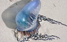 Ubur-Ubur di Pantai Selatan DIY (Source: IDN Times)