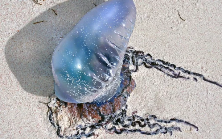 Ubur-Ubur di Pantai Selatan DIY (Source: IDN Times)