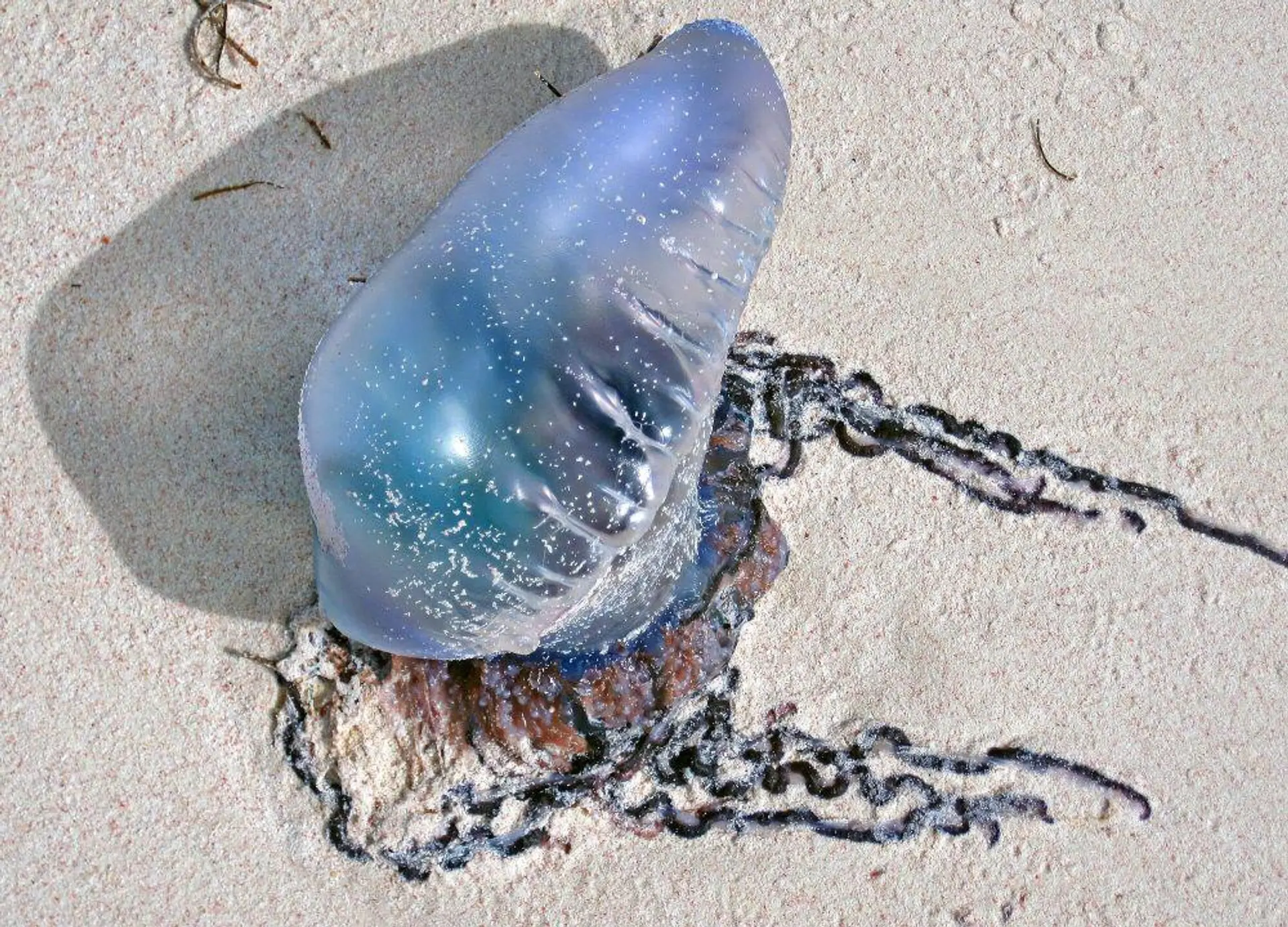 Ubur-Ubur di Pantai Selatan DIY (Source: IDN Times)