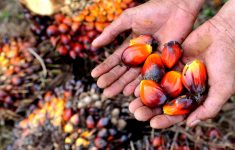 Biji kelapa sawit (Source: Globe Asia)