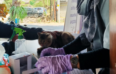 vaksinasi rabies gratis