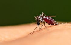 Ilustrasi malaria