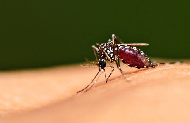 Ilustrasi malaria