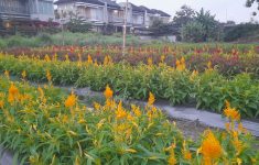 Kebun Bunga Lor JEC (source: Google Maps)