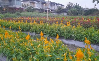 Kebun Bunga Lor JEC (source: Google Maps)