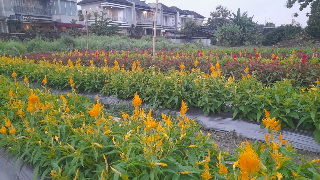 Kebun Bunga Lor JEC (source: Google Maps)
