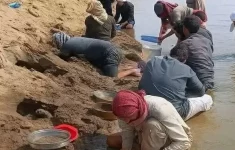 Sejumlah warga sedang mencari emas di Sungai Eufrat di Desa Raqqa. (Source: Shafaq News)