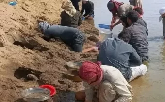 Sejumlah warga sedang mencari emas di Sungai Eufrat di Desa Raqqa. (Source: Shafaq News)