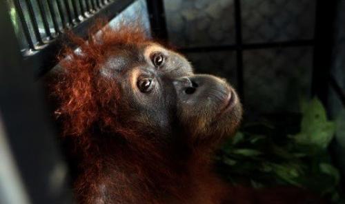 Ilustrasi orangutan