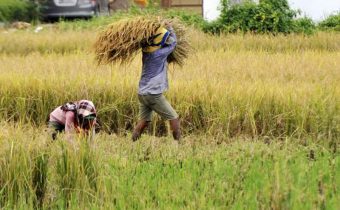 Ilustrasi petani