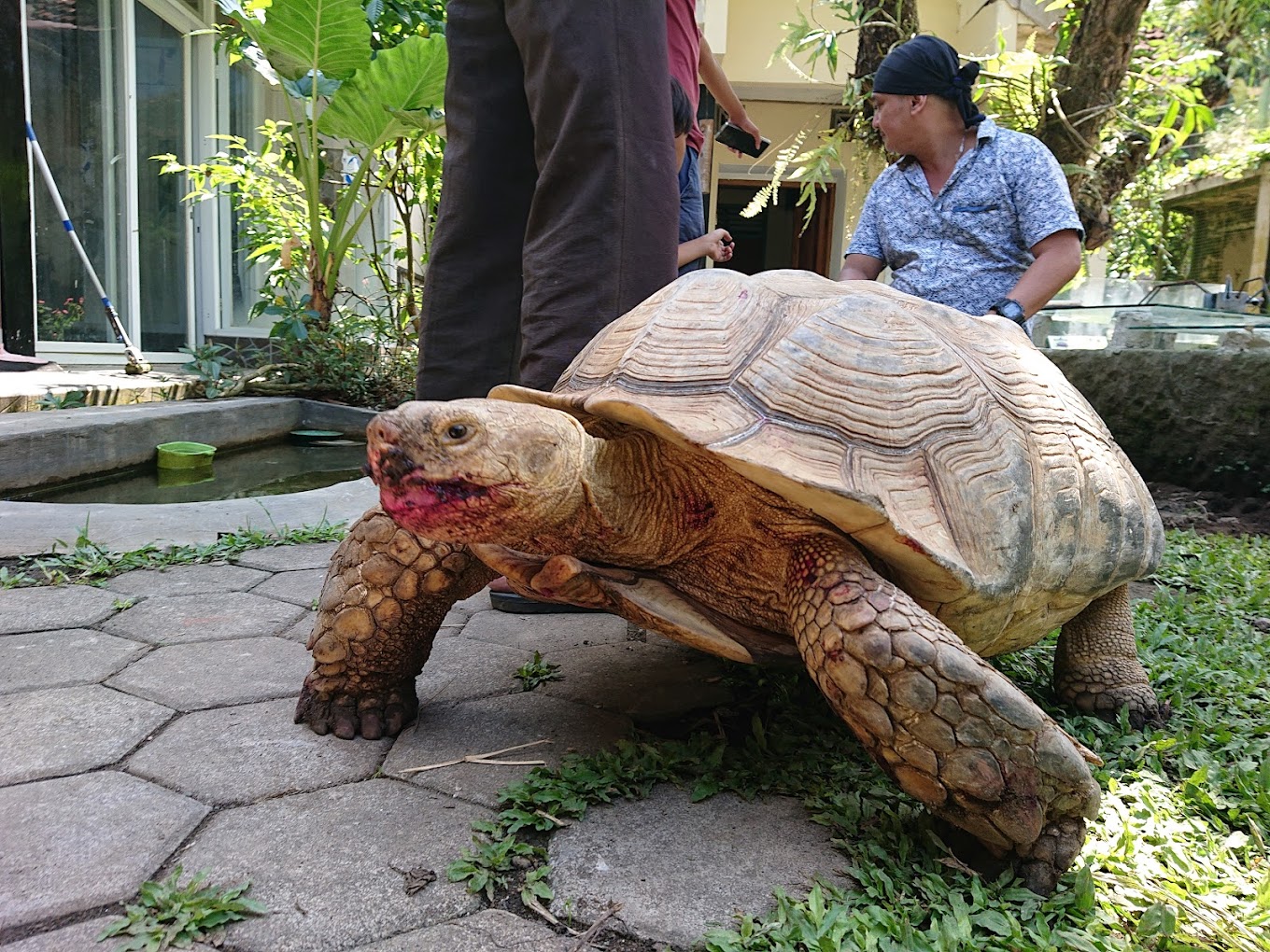 Desa Wisata Kampung Satwa Moyudan Sleman, Pusat Pembelajaran Konservasi Satwa Langka Khas Indonesia, Yuk Kunjungi! 2 Salah satu koleksi satwa reptil di Kampung Satwa Moyudan (Source: Google Maps)