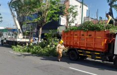 Memasuki musim hujan Pemkot Jogja mulai memangkas pohon (Source: Pemkot Jogja)