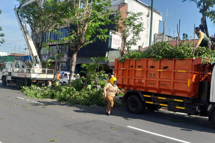 Memasuki musim hujan Pemkot Jogja mulai memangkas pohon (Source: Pemkot Jogja)