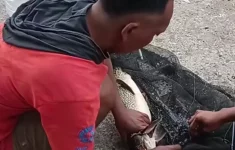 Penampakan ikan aligator hasil dari pancingan warga di Sungai Belik Bantul (Source: IDN Times)