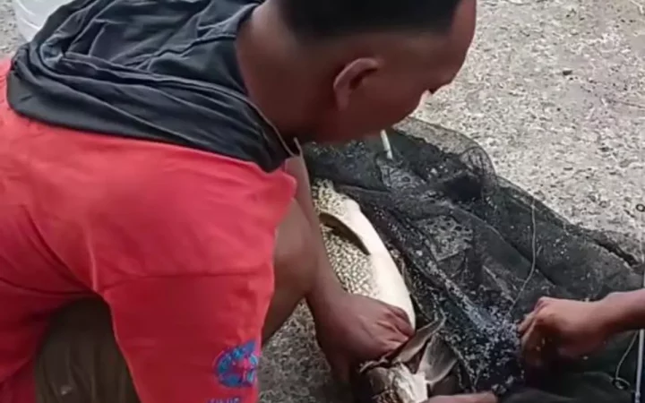 Penampakan ikan aligator hasil dari pancingan warga di Sungai Belik Bantul (Source: IDN Times)