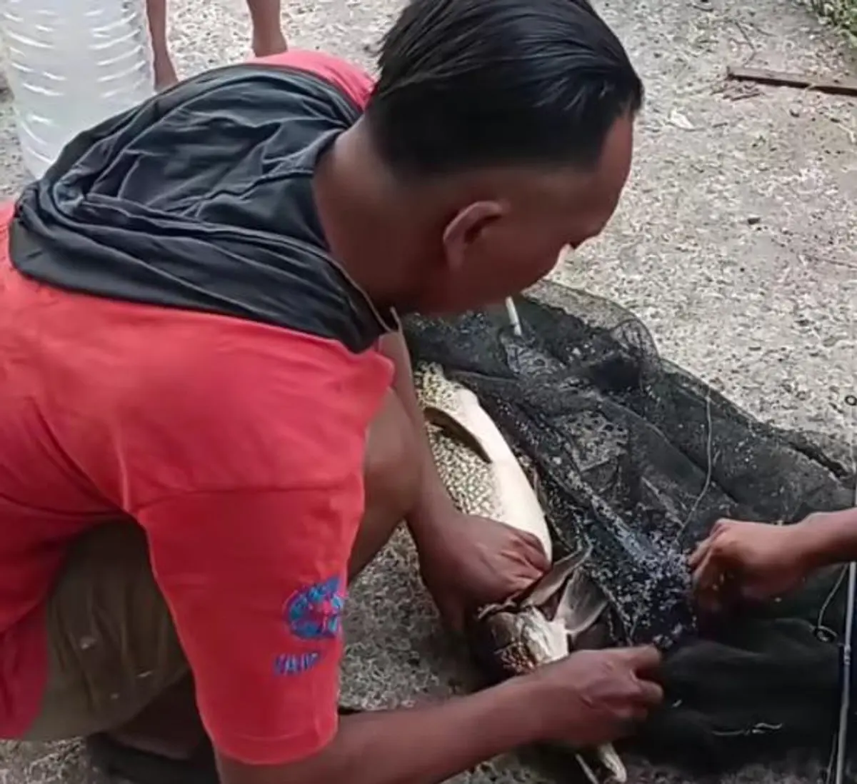 Penampakan ikan aligator hasil dari pancingan warga di Sungai Belik Bantul (Source: IDN Times)