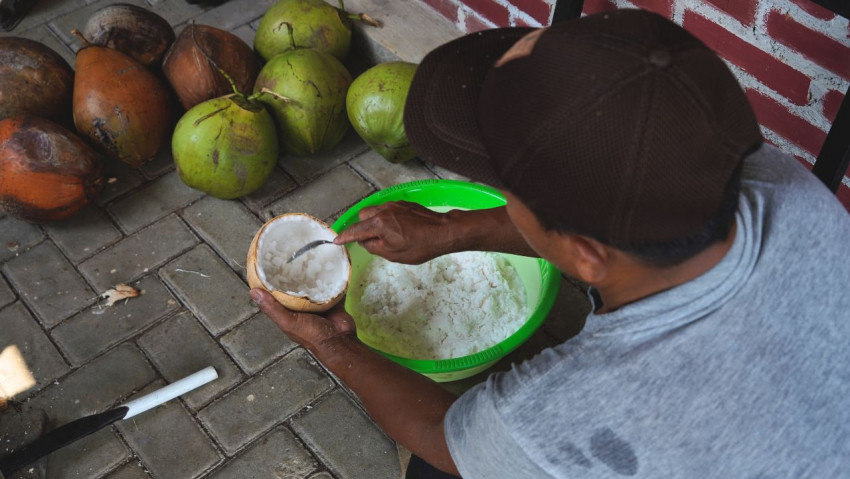 Kampung Kopyor Semuten di Bantul Lahirkan Potensi Unggul dari Inovasi Lokal dan Teknologi Pertanian