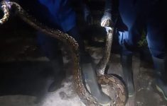 Damkarmat BPBD mengevakuasi ular sanca 2 meter di Imogiri (Source: Damkarmat Bantul)