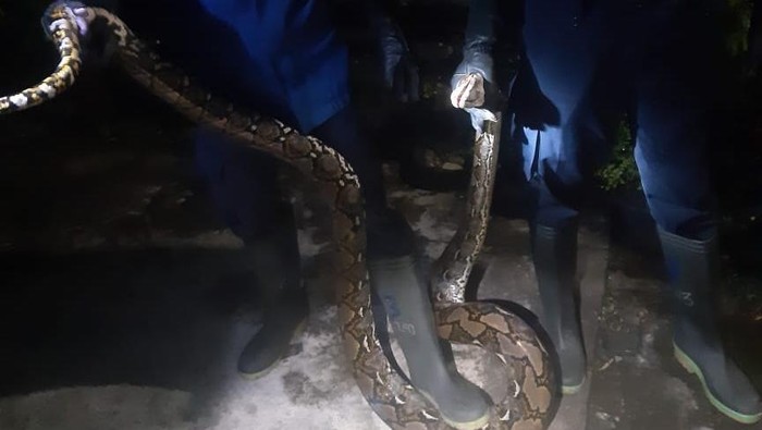 Ular Sanca 2 Meter Mangsa 2 Ayam di Imogiri, Dievakuasi Petugas Damkar Bantul Tengah Malam 4 Damkarmat BPBD mengevakuasi ular sanca 2 meter di Imogiri (Source: Damkarmat Bantul)