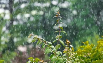 Ilustrasi Hujan di Gunungkidul (Source: Pixabay)