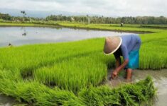 Hujan Mulai Turun, Petani Gunungkidul Diimbau Tak Buru-buru Menanam
