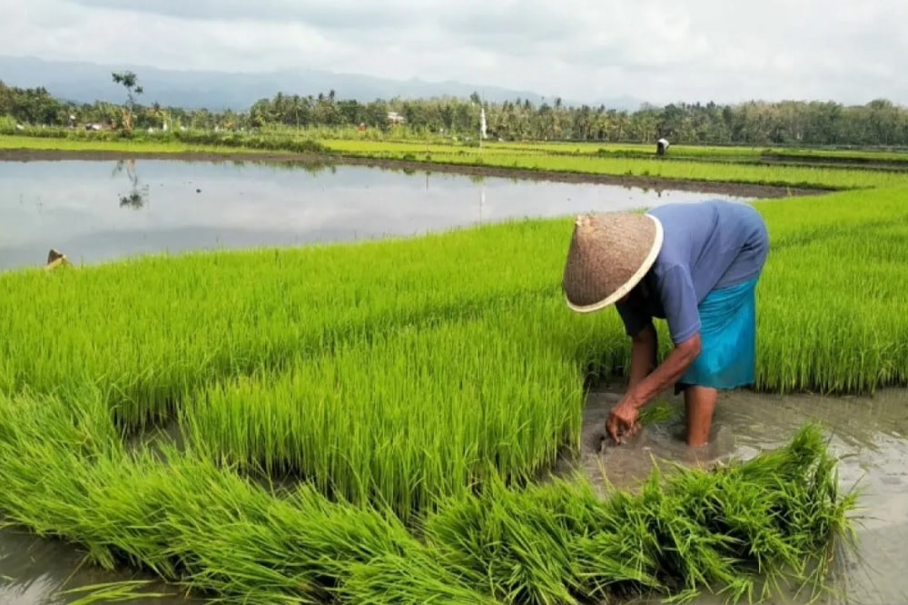Hujan Mulai Turun, Petani Gunungkidul Diimbau Tak Buru-buru Menanam