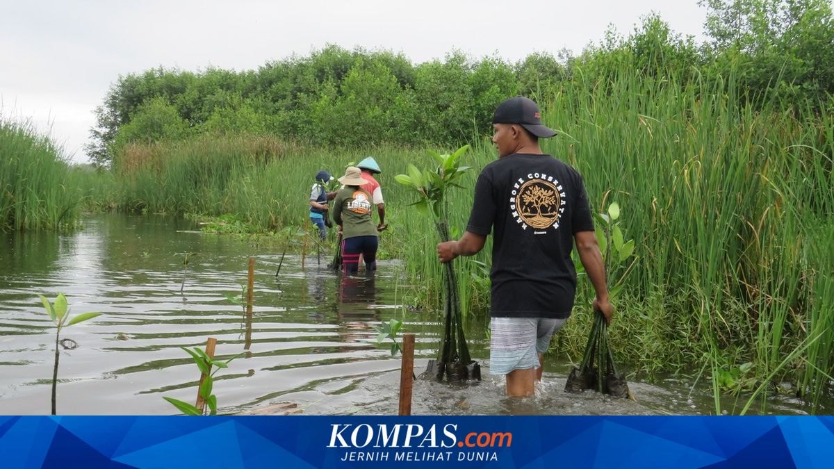 Warga Kulon Progo Rayakan Hari Sumpah Pemuda dengan Penanaman 300 Mangrove