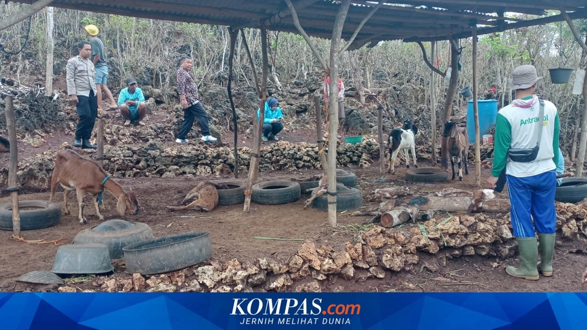 Sembilan Kambing di Rongkop Gunungkidul Ditemukan Mati Diduga Diserang Hewan Liar
